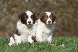 BORDER COLLIE 779